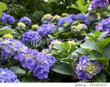 日陰に咲く紫陽花（手まり咲き） 103505427