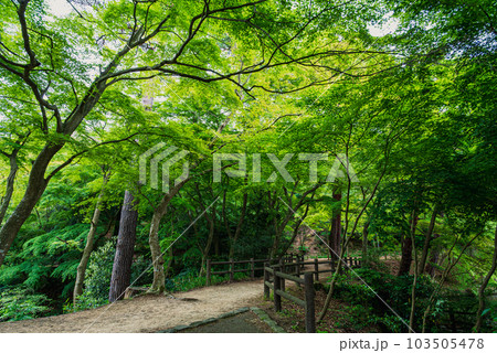 兵庫県神戸市の再度公園を彩る青もみじ 103505478