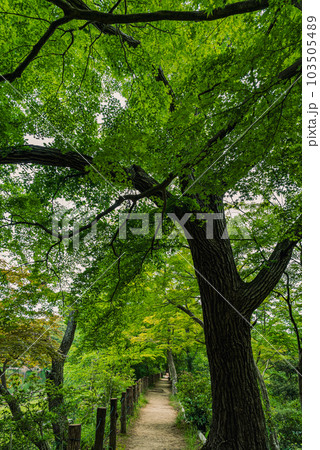 兵庫県神戸市の再度公園を彩る青もみじ 103505489