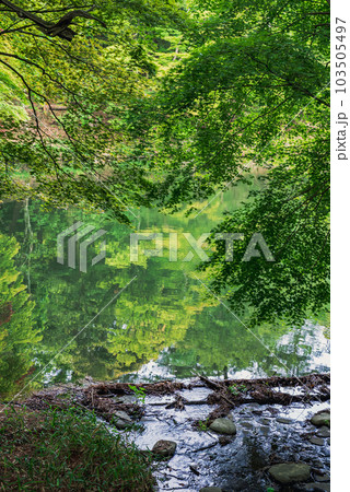 新緑のころ青モミジと水面に映る森 103505497