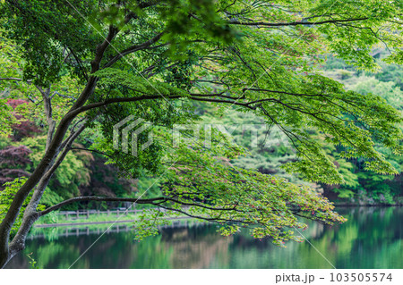 新緑のころ兵庫県神戸市の再度公園を彩る青モミジ 103505574