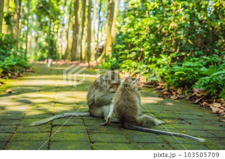 Monkeys in Ubud Monkey Forest, Bali, Indonesia 103505709
