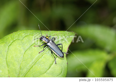 アオジョウカイ 103505875