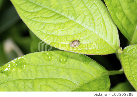 イノコズチカメノコハムシ 103505889