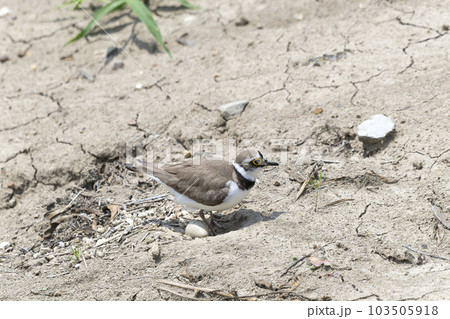 コチドリ 103505918