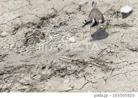 コチドリ 103505920