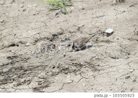 コチドリ コチドリ 103505925