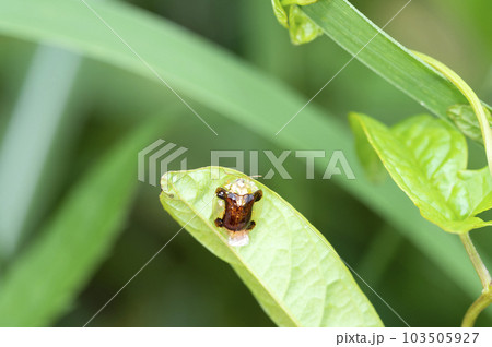 ジンガサハムシ 103505927