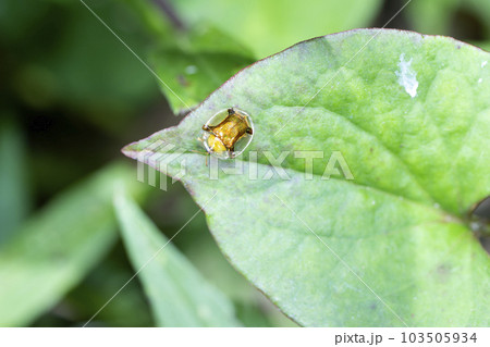 ジンガサハムシ 103505934