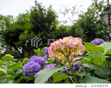 日陰に咲く紫陽花(手まり咲き) 日陰に咲く紫陽花(手まり咲き) 103506354
