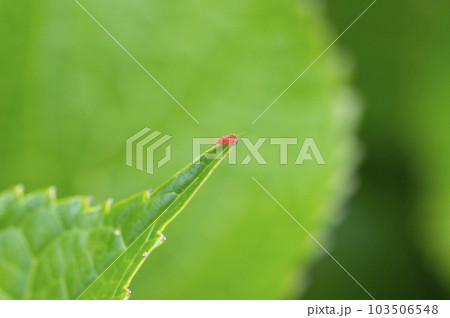 ベニキジラミ 103506548