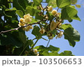 キウイフルーツの花 103506653