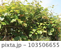 キウイフルーツの花 103506655