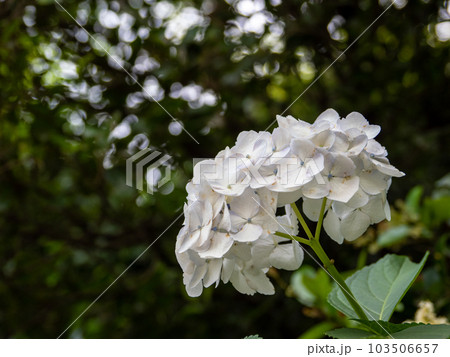 日陰に咲く紫陽花（手まり咲き） 103506657