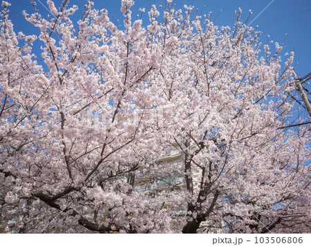 【日本】満開のソメイヨシノの桜の木と快晴の青空 【日本】満開のソメイヨシノの桜の木と快晴の青空 103506806