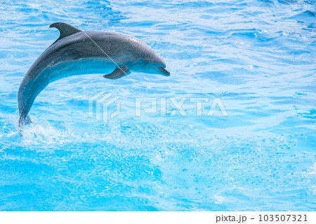 イルカショー 103507321