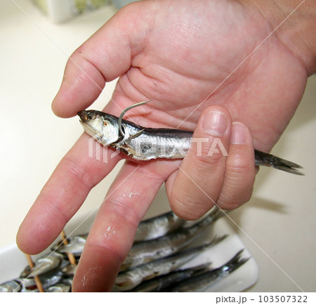 鰹一本釣りの活きたシコイワシを弱らさずに鰓にハリを掛ける手本（生干しカタクチイワシ使用） 103507322
