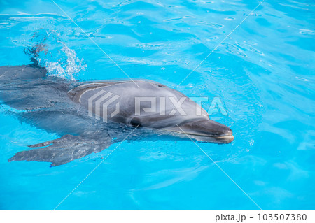 イルカショー 103507380