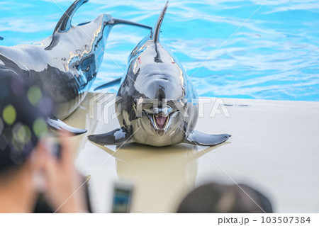 イルカショー 103507384