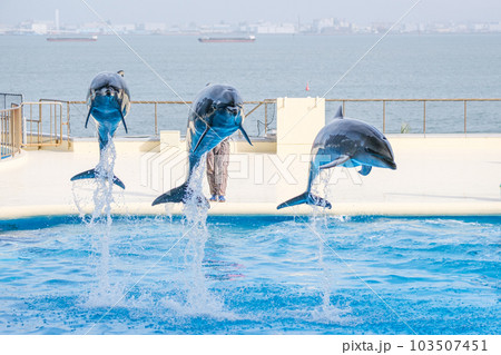 イルカショー 103507451