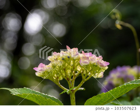 梅雨入りを前に咲き始めたばかりの紫陽花(手まり咲き) 梅雨入りを前に咲き始めたばかりの紫陽花(手まり咲き) 103507623