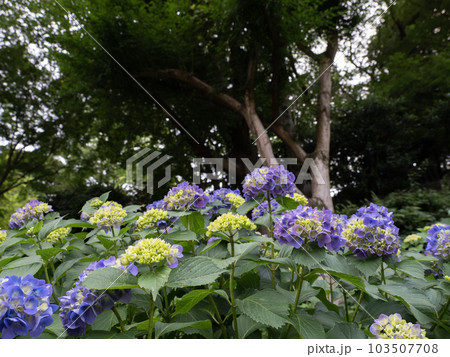 梅雨入りを前に咲き始めたばかりの紫陽花（手まり咲き） 103507708