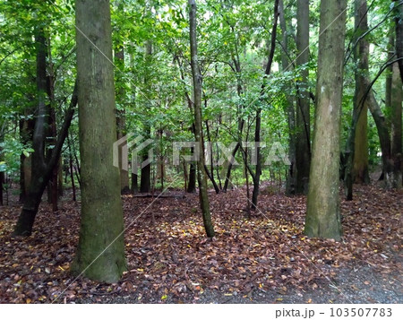 伊勢神宮 内宮境内神域 伊勢神宮 内宮境内神域 103507783