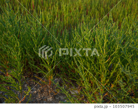 Salicornia plants at the seashore 103507945