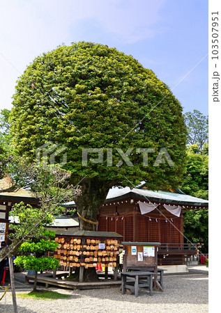 栃木県足利市 縁結びの神様 足利織姫神社 栃木県足利市 縁結びの神様 足利織姫神社 103507951