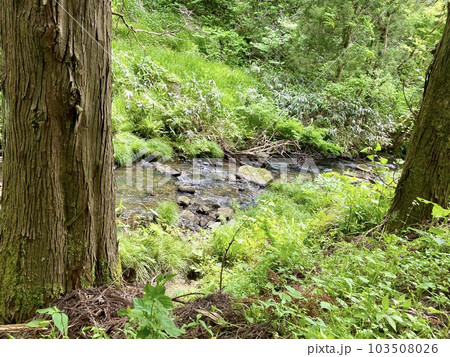 日本の石川県、木窪大滝付近。深い緑の中を流れる小川。 日本の石川県、木窪大滝付近。深い緑の中を流れる小川。 103508026