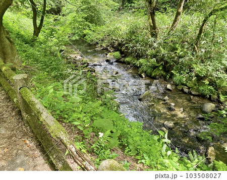 日本の石川県、木窪大滝付近。深い緑の中を流れる小川。 日本の石川県、木窪大滝付近。深い緑の中を流れる小川。 103508027