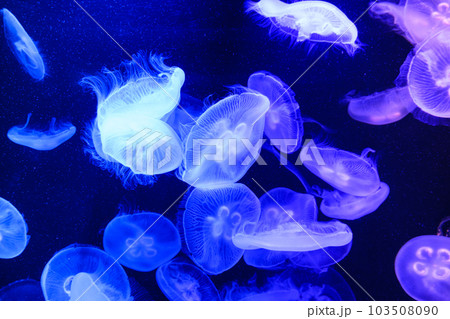 ミズクラゲ ミズクラゲ 103508090