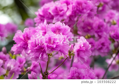 満開のヨドガワツツジ【Rhododendron yedoense】の写真素材 [103508222