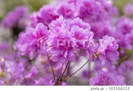 満開のヨドガワツツジ【Rhododendron yedoense】 103508223