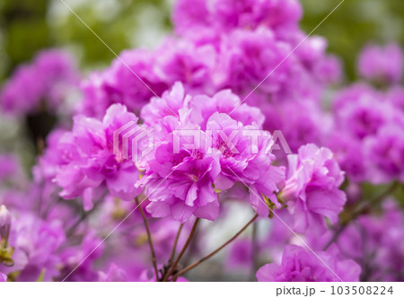 満開のヨドガワツツジ【Rhododendron yedoense】 103508224