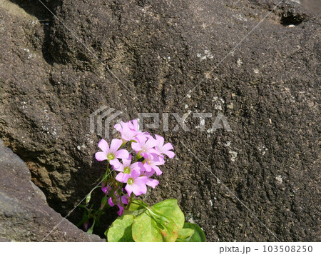 カタバミの花 103508250