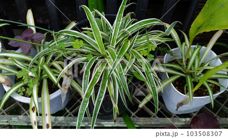 元気に育つオリヅルランの鉢植え 103508307