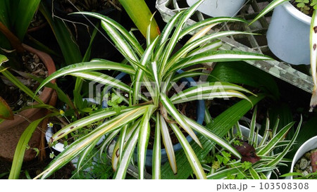 元気に育つオリヅルランの鉢植え 元気に育つオリヅルランの鉢植え 103508308