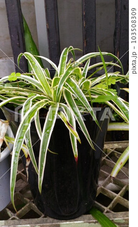 元気に育つオリヅルランの鉢植え 103508309