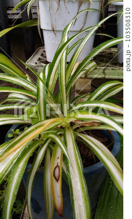 元気に育つオリヅルランの鉢植え 103508310