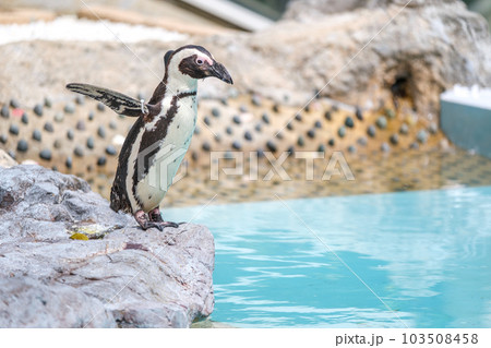 ケープペンギン 103508458