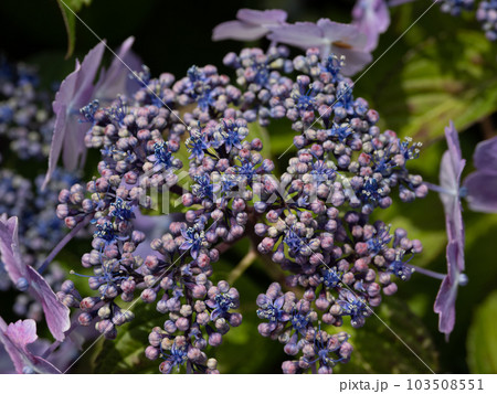 日陰に咲く紫陽花(額咲き) 日陰に咲く紫陽花(額咲き) 103508551