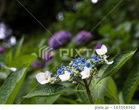 日陰に咲く紫陽花(額咲き) 日陰に咲く紫陽花(額咲き) 103508562