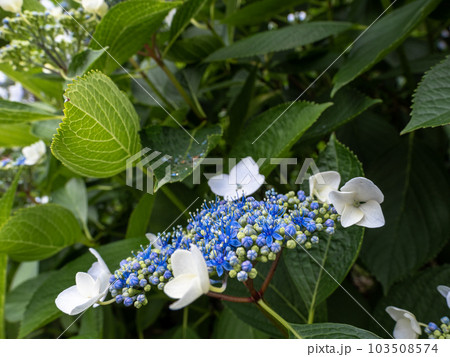日陰に咲く紫陽花(額咲き) 日陰に咲く紫陽花(額咲き) 103508574