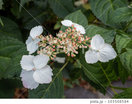 日陰に咲く紫陽花(額咲き) 日陰に咲く紫陽花(額咲き) 103508584