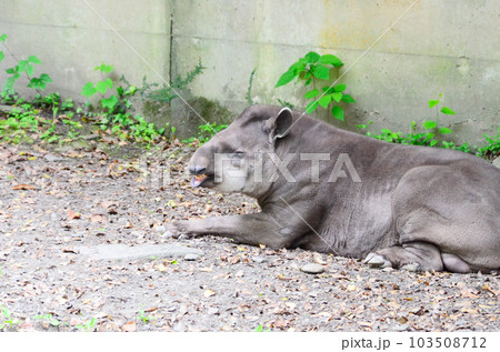 動物園のバク 103508712