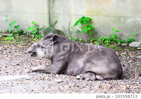 動物園のバク 103508713