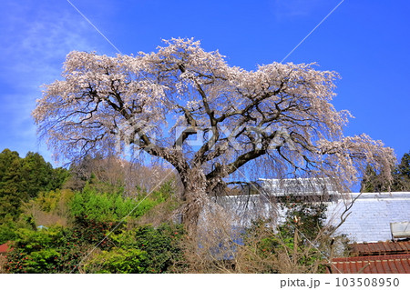 桜/福島県田村市 桜/福島県田村市 103508950