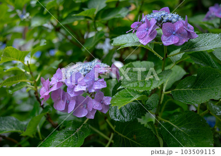 梅雨の時期に咲く6月の花！紫陽花 103509115