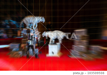 Abstract blurred image of circus performance. Woman and trained white tigers in defocus 103509508